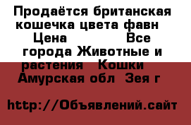 Продаётся британская кошечка цвета фавн › Цена ­ 10 000 - Все города Животные и растения » Кошки   . Амурская обл.,Зея г.